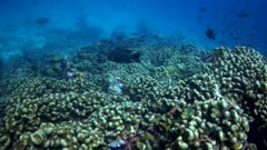 Underwater footage of pristine hard coral reef composed of massive area of pavona clavus coral with many tropical fishes like snappers,  damselfishes, and much more. The camera is going over the reef while turning.