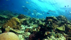 Underwater footage of pristine hard and soft coral reef teaming with life and school of fishes like rainbow runners, anthias, snappers, and damselfishes swimming over it. The camera is going over the reef while panning.