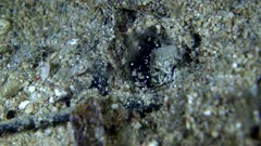 Underwater footage of marbeled snake eel (Callechelys marmorata) opening and closing its mouth with its head sticking out of the sand and cloud of tiny fishes all around. The camera is staying as still as possible.