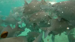 Underwater footage of fish feeding with lots of lowfin drummers (Kyphosus vaigiensis) swimming frantically to get food. The camera is staying as still as possible.