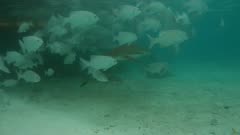 Underwater footage of fish feeding with blacktip reef shark (Carcharhinus melanopterus) swimming through lots of lowfin drummers (Kyphosus vaigiensis). The camera is following the shark.