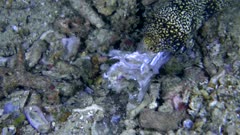 Underwater footage of clouded or snowflake moray eel (Echidna nebulosa) with fish in its mouth and fighting with itself to manage to swallow it. The camera is following the moray with the fish it the mouth.