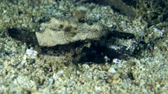 Underwater footage of dragon sea moth or short pegasus (Eurypegasus draconis) walking on sand. The camera is staying as still as possible.