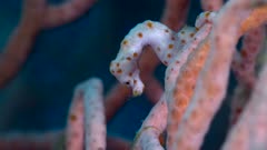 Underwater footage of denise pygmy seahorse (Hippocampus denise) holding to its gorgonian fan. The camera is staying as still as possible.