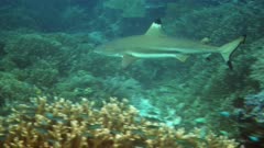 Underwater footage of blacktip reef shark (Carcharhinus melanopterus) swimming along pristine hard and soft coral reef with various fishes around. The camera is following the shark.