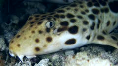 Underwater footage of raja epaulette shark (Hemiscylliium freycineti) resting under coral and moving, close up on the head sticking out. The camera is following the shark when moving and then is staying as still as possible.