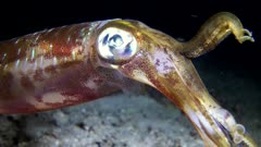 Underwater footage of bigfin reef squid (Sepioteuthis lessoniana) hovering behind small coral with 2 tentacles up, close up shot of the head. The camera is staying as still as possible.