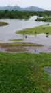 Vertical drone footage of the Tukad Yeh Unda river getting very wide before flowing into the sea. The camera is ascending showing the shallow water of the river scattered with grass, plant and tree patches. Some cows are eating the grass in the middle of the river and a few bird are flying by.