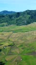 Vertical drone footage of rice paddies at various stage in a spider web pattern with hills in the background and village at the bottom near Ruteng, Flores. The camera is descending while tilting down towards one of the web.