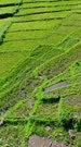 Vertical drone footage of rice paddies terraces on a hill and spider web rice field at the bottom around Lelak province, Flores. The camera is facing down at the web field and is ascending while panning and tilting up towards the hills.