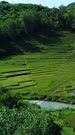 Vertical drone footage of rice paddies terraces covering the side of hills with forest around and river at the bottom around Lelak province, Flores. The camera is going sideway along the fields while panning showing the surroundings.