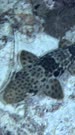Vertical underwater footage of raja epaulette shark (Hemiscylliium freycineti) walking then resting on sandy area with some hard and soft coral around. The camera is following the shark.