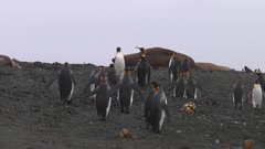 King Penguins (Aptenodytes Patagonicus) Walking On The Beach On Macquarie Island