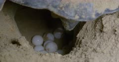 Sea turtle laying eggs
