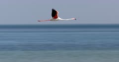 Slow-motion flight of a Greater flamingo over the ocean (close-up)