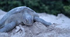 Green sea turtle crawling up the beach to reach the nest