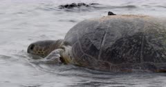 Green sea turtle entering water after nesting