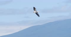 Flight of a dalmatian pelican over a colony - SloMo