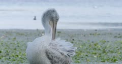 Dalmatian pelican cleans its wing