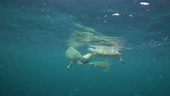 Three juvenile  Green Sea Turtles play Mating