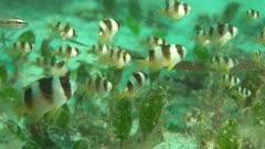 Demoiselle Danselfish Black-banded Amblypomacentrus Breviceps school on Sea Grass close 