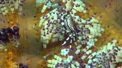 Zebra Crab on Fire Urchin Feeding