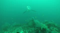 Thresher Shark on cleaning Station circling very close with good light 