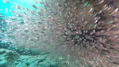 Glassysweeper Cardinalfish school with hunting Red Grouper 