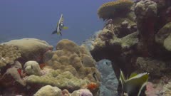 Bannerfish, possibly Masked Bannerfish and Horned Bannerfish, swimming among healthy coral