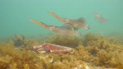 Southern Calamari Squid and Giant Australian Cuttlefish Interactions