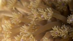 Close up of Goniopora coral (Flowerpot Coral)