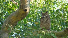 Tropical Screech Owl in a tree