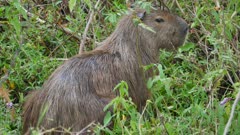 Capybara in green vegetation