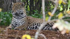 Jaguar lays on river bank