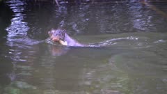 Giant Otter swims along the river bank
