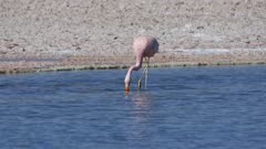 Andean Flamingo in Atacama Salar