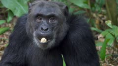 African Primate Stock Footage