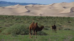 Camels with gobi desert dunes in background