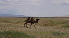 Bactrian Camels on the open Steppes