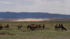 Camels with gobi desert dunes in background