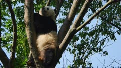 Giant Panda resting in a tree