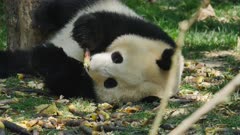 Giant Panda eating bamboo shoots