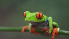 Colorful Tropical Red Eyed Tree Frog