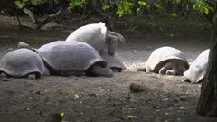 Giant Tortoises mating in the Galapagos