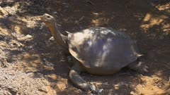 Giant Tortoise in the Galapagos