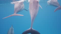 Pod of Spinner Dolphins Passes Close and Surface to Breath