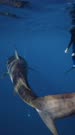 Adult Tiger Shark Passes a Calm Freediver at the surface - vertical slow motion
