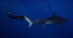 Beautiful Adult Tiger Shark Passes in front of Motionless Freediver Photographer