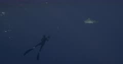 Adult Tiger Shark Passes the Freediver Filming Wide Shot Slow Motion