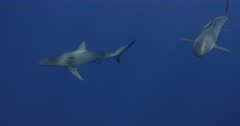 Galapagos Sharks Swim Together in Blue Water with Opelu Fish - Slow Motion